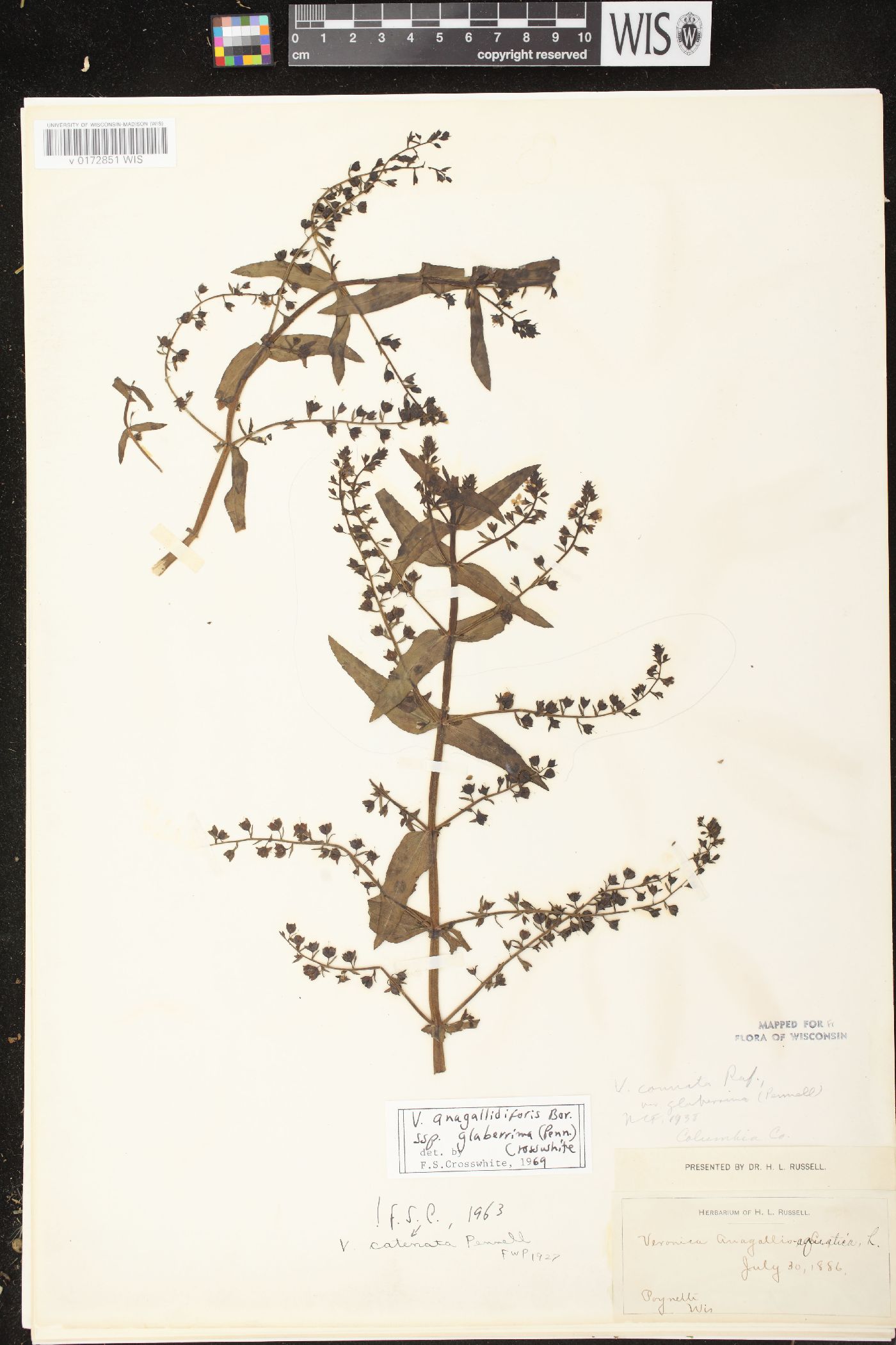 Veronica catenata image