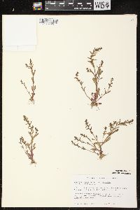 Veronica peregrina subsp. peregrina image