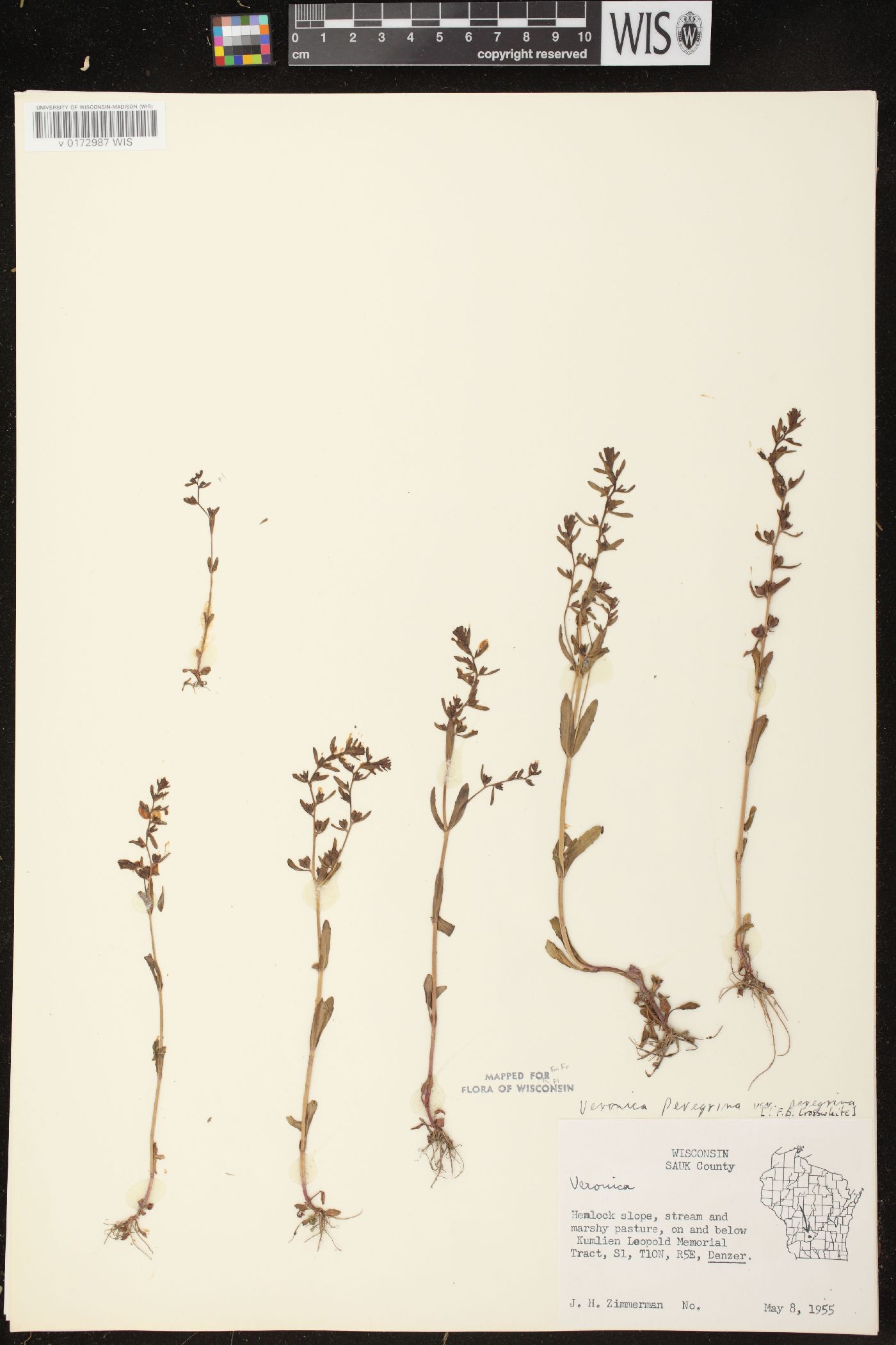 Veronica peregrina subsp. peregrina image