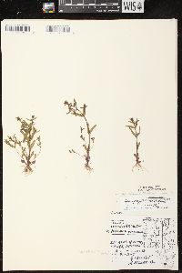 Veronica peregrina subsp. peregrina image