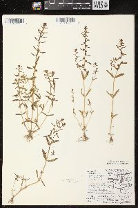 Veronica peregrina subsp. peregrina image