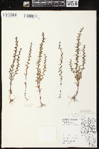 Veronica peregrina subsp. peregrina image