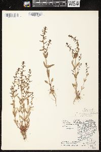 Veronica peregrina subsp. peregrina image