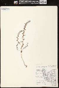 Veronica peregrina subsp. peregrina image