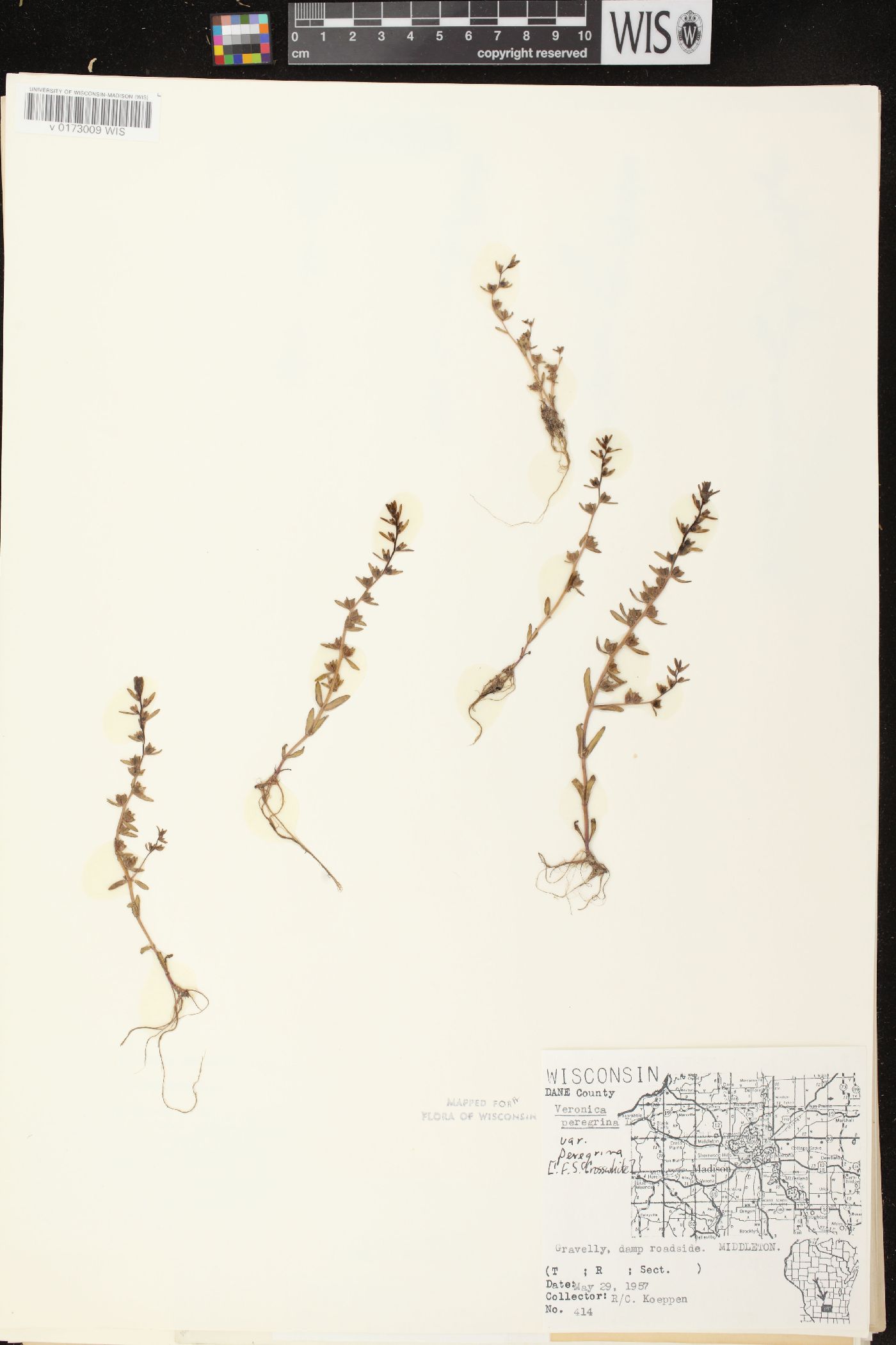 Veronica peregrina subsp. peregrina image