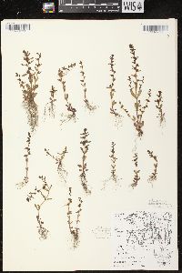 Veronica peregrina subsp. peregrina image