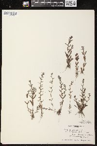 Veronica peregrina subsp. xalapensis image