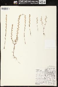 Veronica peregrina subsp. xalapensis image