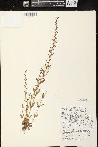 Veronica peregrina subsp. xalapensis image