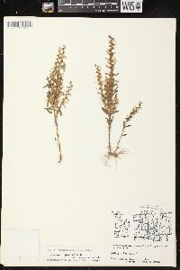 Veronica peregrina subsp. xalapensis image