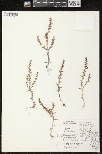 Veronica peregrina subsp. xalapensis image