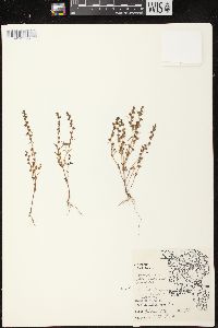 Veronica peregrina subsp. xalapensis image