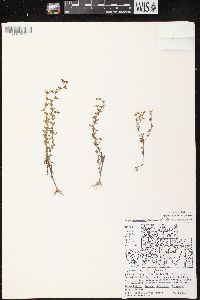 Veronica peregrina subsp. xalapensis image