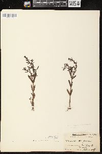 Veronica peregrina subsp. xalapensis image