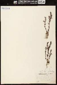 Veronica peregrina subsp. xalapensis image