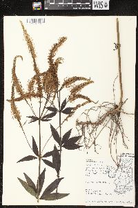 Veronicastrum virginicum image