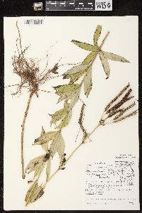 Veronicastrum virginicum image