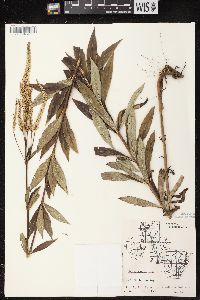 Veronicastrum virginicum image