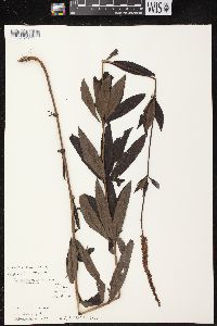 Veronicastrum virginicum image