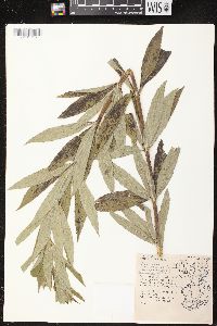 Veronicastrum virginicum image