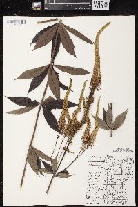 Veronicastrum virginicum image