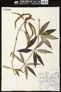 Veronicastrum virginicum image