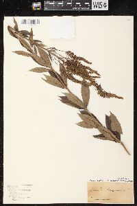 Veronicastrum virginicum image