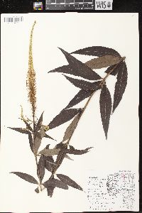 Veronicastrum virginicum image