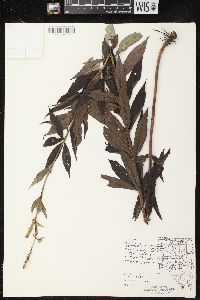 Veronicastrum virginicum image