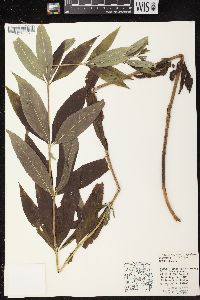 Veronicastrum virginicum image