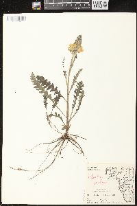 Pedicularis canadensis subsp. canadensis image