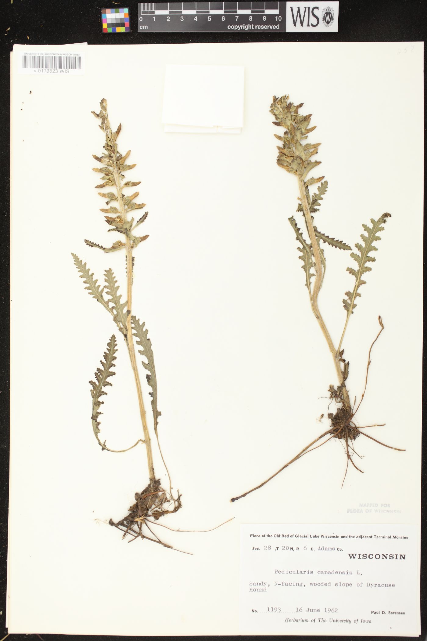 Pedicularis canadensis subsp. canadensis image