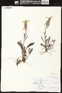 Pedicularis canadensis subsp. canadensis image