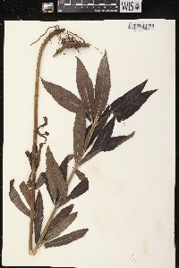 Veronicastrum virginicum image