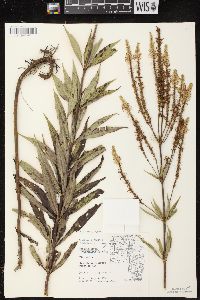 Veronicastrum virginicum image