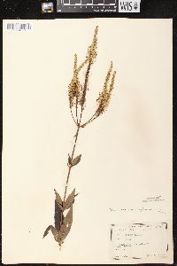 Veronicastrum virginicum image