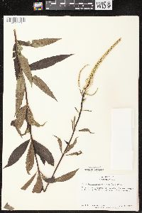 Veronicastrum virginicum image