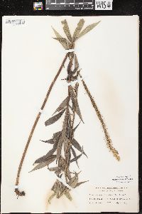 Veronicastrum virginicum image