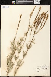 Veronicastrum virginicum image