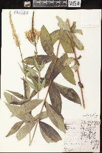 Veronicastrum virginicum image