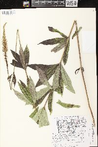 Veronicastrum virginicum image