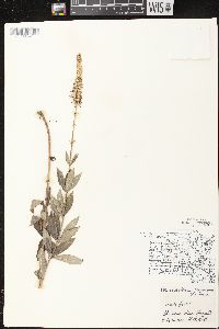 Veronicastrum virginicum image