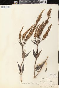 Veronicastrum virginicum image