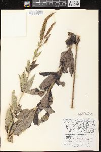 Veronicastrum virginicum image