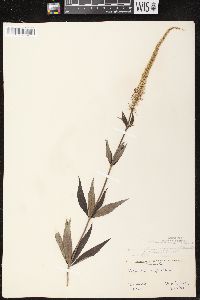 Veronicastrum virginicum image