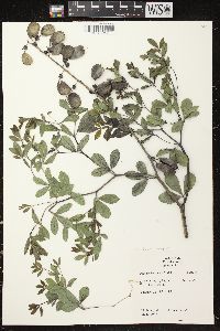 Baptisia alba image