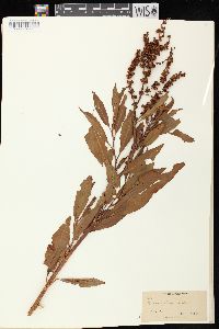 Rumex altissimus image