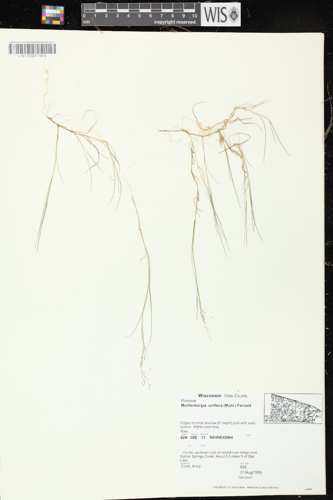 Muhlenbergia uniflora image