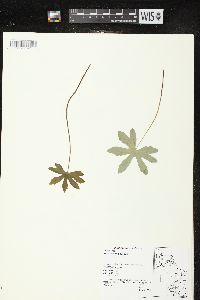 Petasites frigidus image