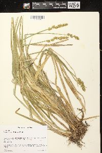 Carex stipata var. stipata image